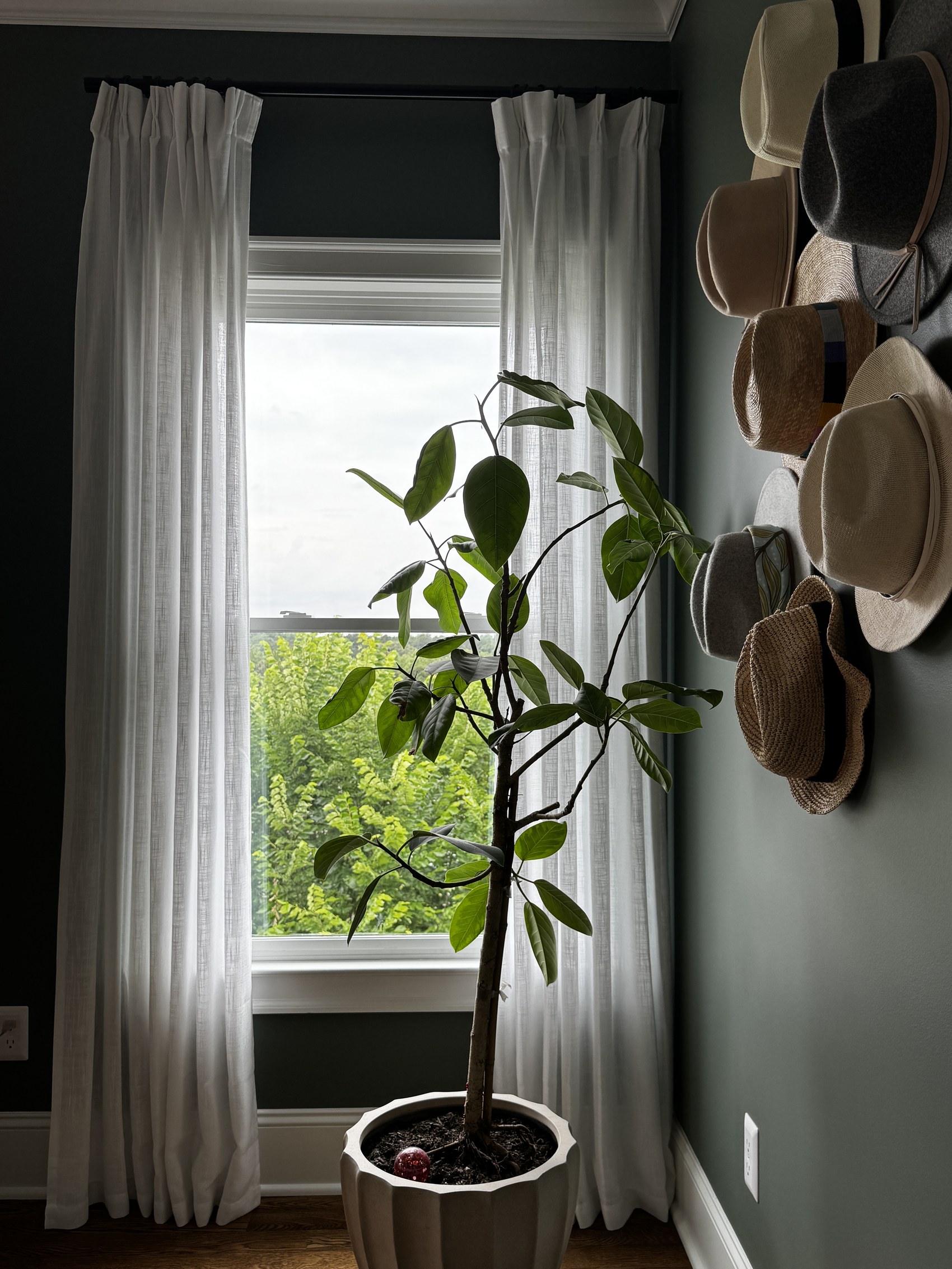 Closet with dark green walls, a wall of hats, and a potted fig tree.
