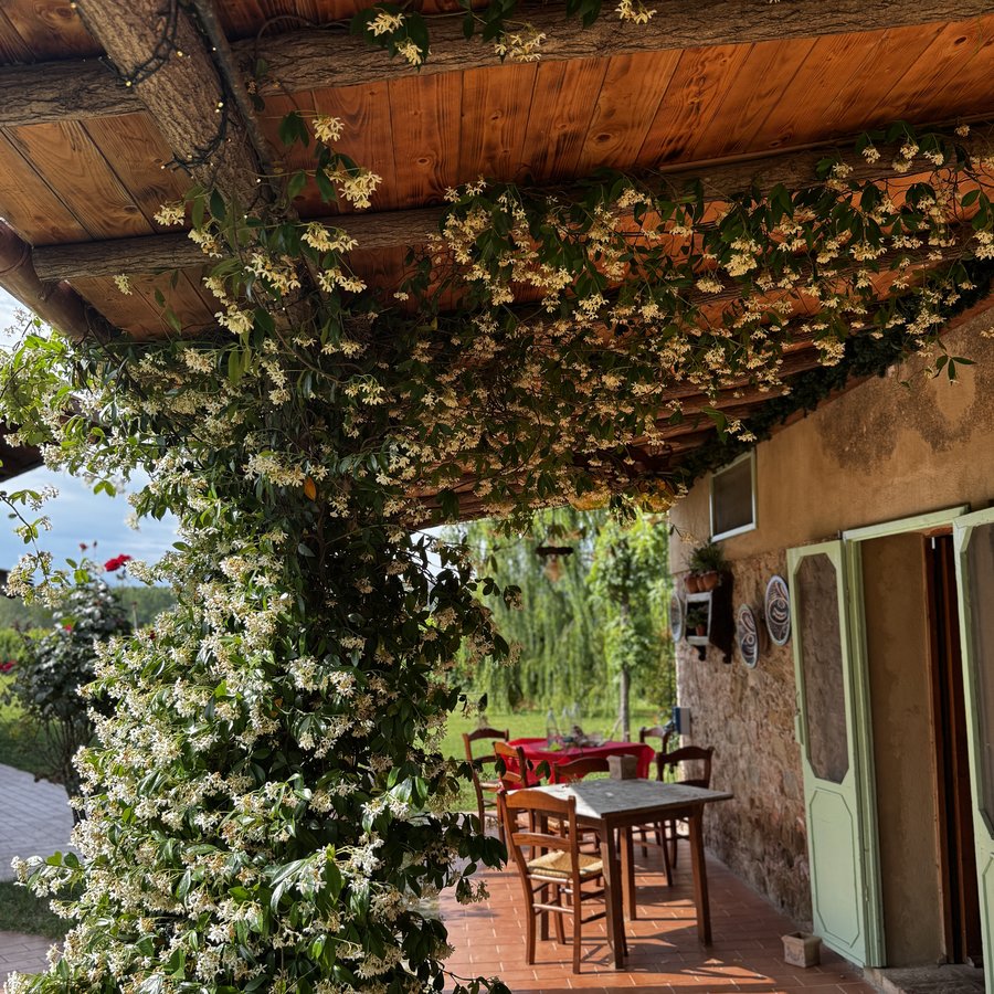 A wisteria-covered pergola over a stone terrace, from one of Kelly's trips.